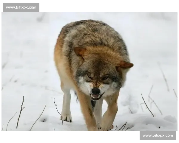 草原生死对决斑马与狼的速度智慧力量终极较量野性本能生存法则揭秘